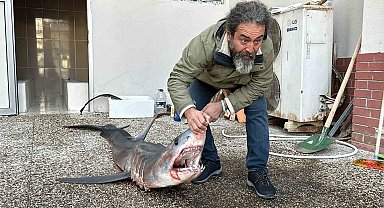 Nesli tükenme tehlikesi altındaki mako köpek balığı karaya canlı vurdu