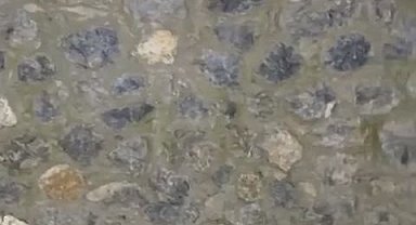 Nesli tükenmekte olan su samurları görüntülendi