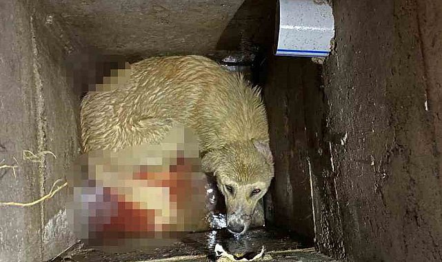 Niğde'de kuyuya düşen köpeği itfaiye ekipleri kurtardı