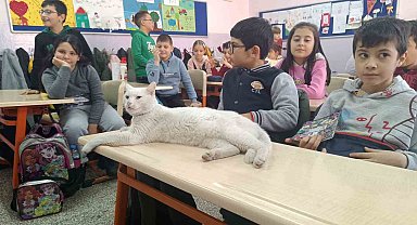 Okullu kedi Çakıl 6 yıldır öğrencilerle birlikte derslere giriyor