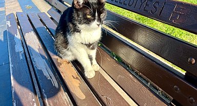 Olta iğnesi yutan kedi hayati tehlikede