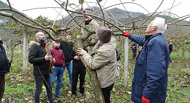 Ordu'da vatandaşlara 'kivi budama' eğitimi