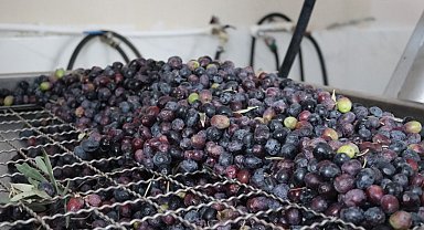 Osmancık zeytininin yağ olma hikayesi başladı