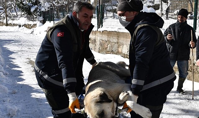 Osmangazi'de başıboş köpekler mercek altında