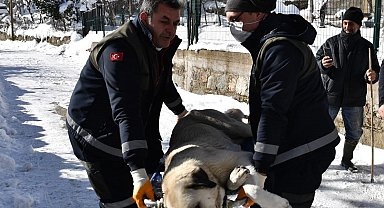 Osmangazi'de başıboş köpekler mercek altında