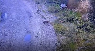 Osmaniye'de aç kalan kurtlar yola indi