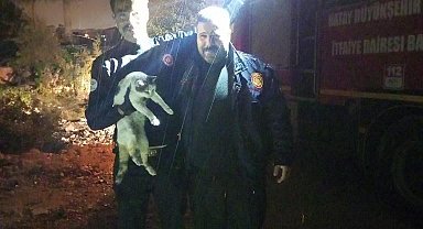 Palmiye ağacında mahsur kalan kedinin kurtarılma anı kameralara yansıdı