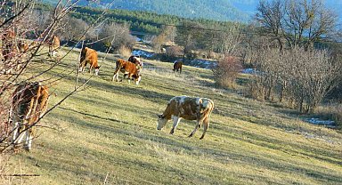 Posof'ta sonbahardan kalma günler