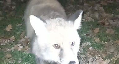 "Gel oğlum" dedi, tilkiyi eliyle besledi