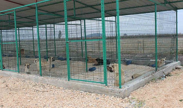 Reyhanlı'da sokak hayvanları barınakta sağlığına kavuşuyor