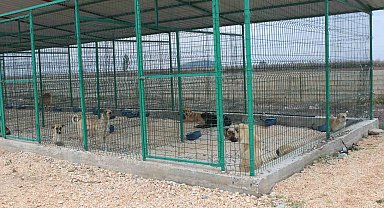 Reyhanlı'da sokak hayvanları barınakta sağlığına kavuşuyor