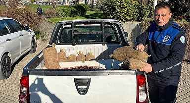 Salihli'de 250 kilogram Çin Kestanesi ele geçirildi