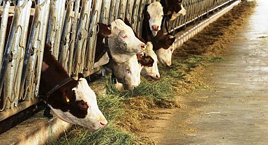 Samsun'dan yurt dışına süt ihraç edecek besici sayısı 6'ya yükseldi