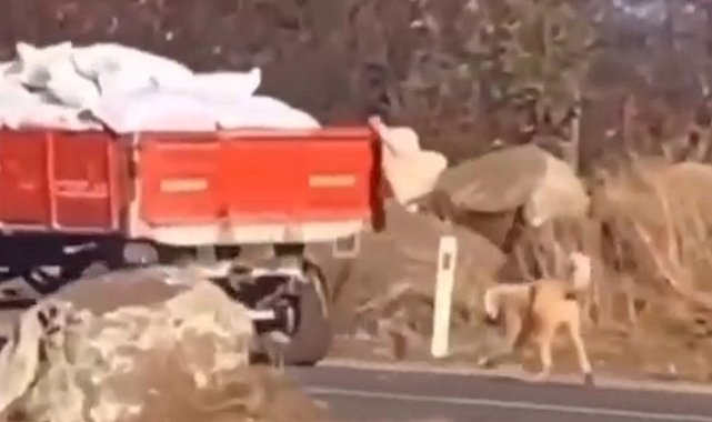 Şanlıurfa'da römorka köpeği bağlayıp sürükleyen şahsa para cezası verildi