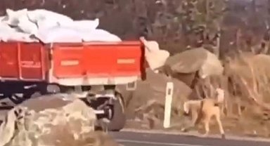 Şanlıurfa'da römorka köpeği bağlayıp sürükleyen şahsa para cezası verildi