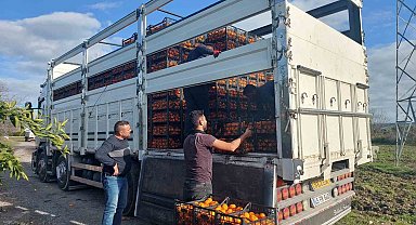 Seferihisar Belediyesinden depremzedelere 15 ton mandalina
