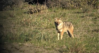 Serengeti değil, Kızılırmak Deltası