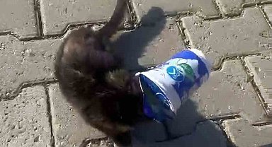 Siirt'te kafasını ayran kutusuna sıkıştıran yavru kediyi bir vatandaş kurtardı