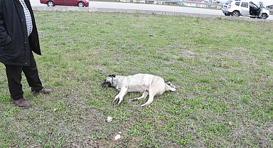 Sinop'ta aracın çarptığı köpek telef oldu