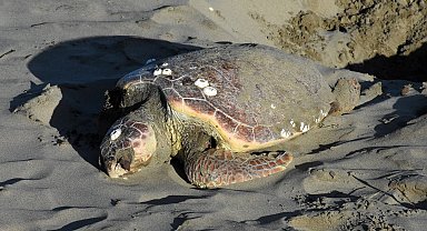 Sinop'ta nesli tükenmekte olan caretta caretta ölü halde bulundu