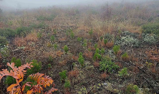 Sinop'ta ormanları gençleştirme çalışmaları