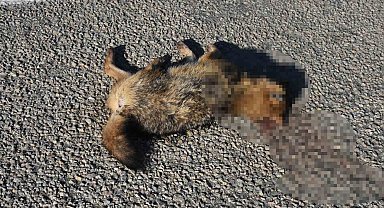 Sinop'ta otomobilin çarptığı çakal telef oldu