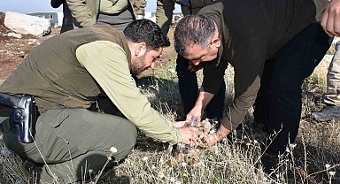 Siverek'te bitkin halde bulunan yavru aslan öldü