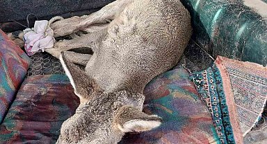 Sokak köpekleri tarafından saldırıya uğrayan karaca tedavi altında