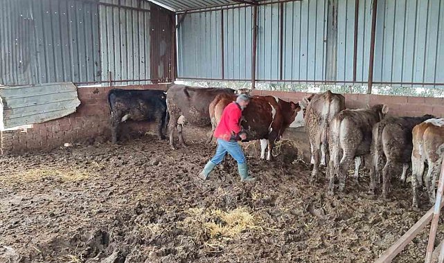 Söke'de şap aşısı ve küpeleme çalışması gerçekleştirildi