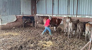 Söke'de şap aşısı ve küpeleme çalışması gerçekleştirildi