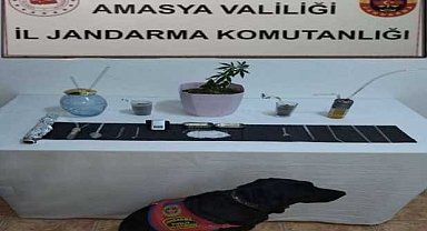 Suluova'da uyuşturucu operasyonu: 1 gözaltı