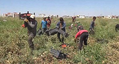 Tarım işçisi avukatlar, mevsimlik tarım işçilerinin sorunlarını ele aldı