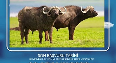 Tarım Müdürlüğü'nden Manda desteği açıklaması