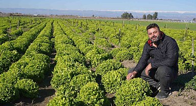 Tarsus Belediyesinin çiftçilere verdiği yerli tohum desteği meyvelerini vermeye devam ediyor