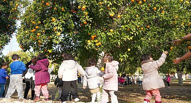 Tarsuslu minikler portakal hasadı yaptı