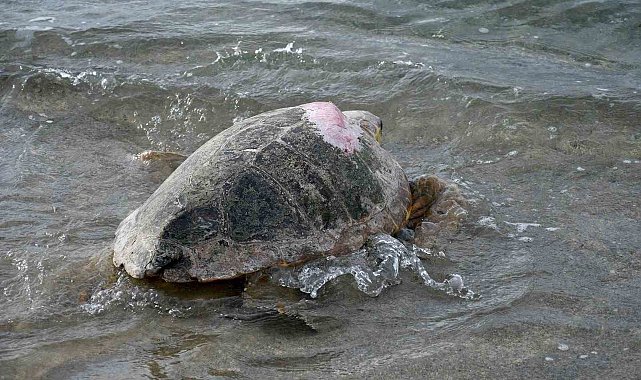 Tedavileri tamamlanan 3 caretta caretta Kuşadası'nda denizle buluştu