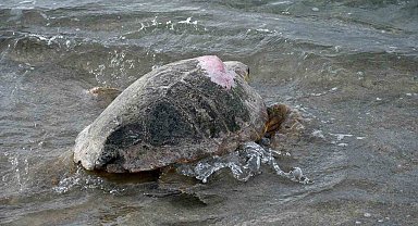 Tedavileri tamamlanan 3 caretta caretta Kuşadası'nda denizle buluştu