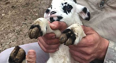 Tokat'ta 2 gün arayla doğan yavru hayvanlar şaşırttı