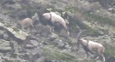 Tunceli'de görüntülenen yaban tekeleri ihtişamıyla görenleri mest etti