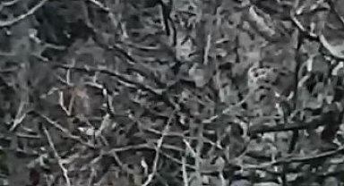 Tunceli'de kırmızı listede yer alan 2 vaşak görüntülendi