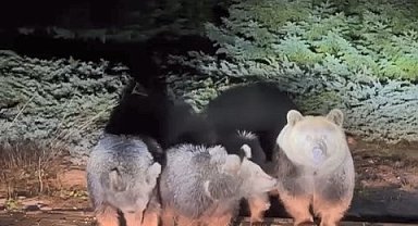 Uludağ'ın "Uyuyamayan" meşhur ayı ailesi yine görüntülendi