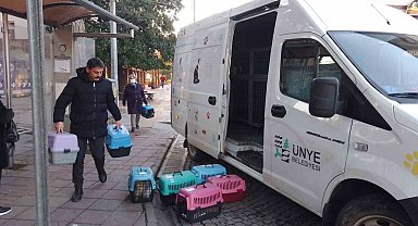 Ünye'de sokak kedilerine kısırlaştırma desteği