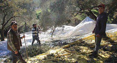 Üreticiler bu yıl zeytin değil altın topluyor