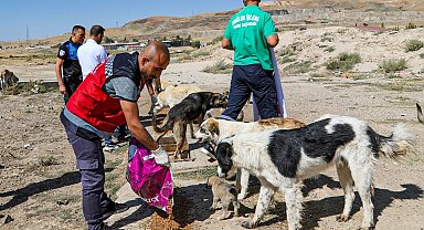 Van'da bir yılda 10 bin 595 sokak hayvanı tedavi edildi