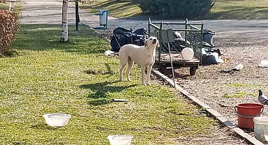 Vatandaşlar başıboş sokak köpekleri yüzünden parka girmeye korkuyor