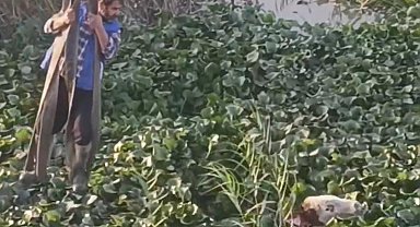 Vincin kancasına taktığı halatla nehre düşen tosunu kurtarmaya çalıştı, o anlar kamerada