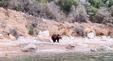 Yalova'da sahilde ayı görüntülendi