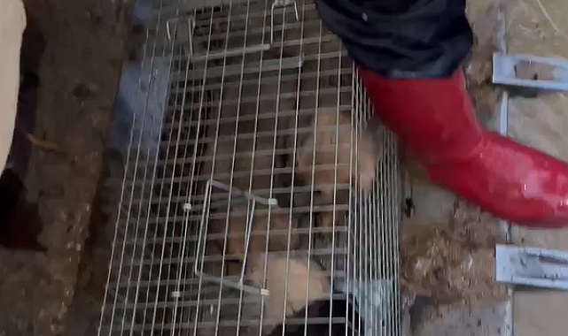 Yalova'daki su baskınında itfaiye 4 yavru köpeği kurtardı