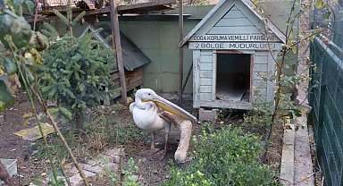 Yaralanan pelikana ilk müdahale yapıldı