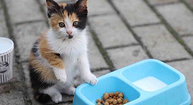Yemek artıkları ile sokak hayvanlarına özel mama ürettiler